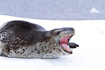 Adult leopard seal (Hydrurga leptonyx) hauled out on ice floe near the Antarctic Peninsula, Southern Ocean