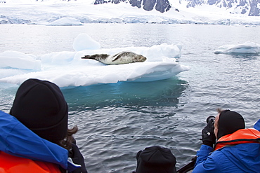 Photographers and adult leopard seal (Hydrurga leptonyx) hauled out on ice floe near the Antarctic Peninsula, Southern Ocean