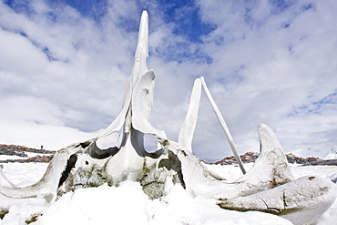 Snow-covered whale bones on Jougla Point, in Port Lockroy at the western end of Wiencke Island, Antarctica, Southern Ocean