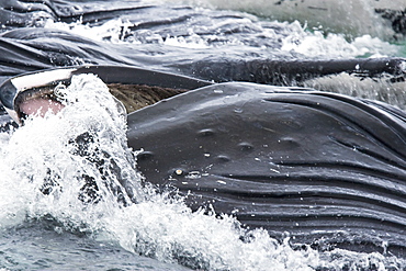 A group of adult humpback whales (Megaptera novaeangliae) co-operatively "bubble-net" feeding in Snow Pass in Southeast Alaska, USA