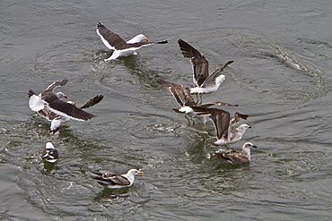 Adult kelp gull (Larus dominicanus) foraging for small crustaceans in Ushuaia, Tierra del Fuego, Argentina, Southern Ocean