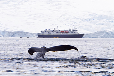 Humpback whale (Megaptera novaeangliae) flukes-up dive in front of the ship National Geographic Explorer, Antarctic Peninsula, Antarctica, Southern Ocean