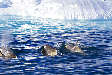 A large pod of 25 to 45 Type B killer whales (Orcinus nanus) in Paradise Bay, Antarctica, Southern Ocean