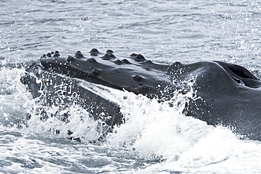 A group of adult humpback whales (Megaptera novaeangliae) co-operatively "bubble-net" feeding in Snow Pass in Southeast Alaska, USA