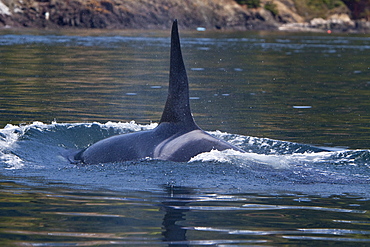 Excited whale watchers on shore see all three resident killer whale (Orcinus orca) pods off Lime Kiln lighthouse, San Juan Island, Washington State, USA