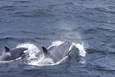 A small pod of 6 killer whales (Orcinus orca) near Cape Horn, South America