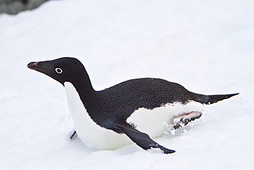 Adelie penguin (Pygoscelis adeliae) tobogganing near the Antarctic Peninsula, Antarctica. 