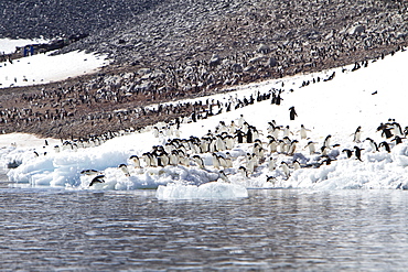 Adelie penguin (Pygoscelis adeliae) breeding colony on Paulet Island in the Weddell Sea, Antarctica. 