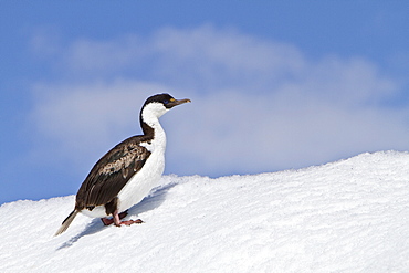 Antarctic shag (Phalacrocorax (atriceps) bransfieldensis) resting on iceberg near Paulet Island, Weddell Sea, Antarctica