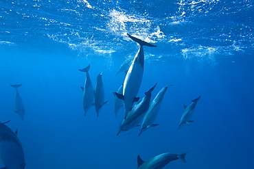 Hawaiian Spinner Dolphin pod (Stenella longirostris) underwater in Honolua Bay off the northwest coast of Maui, Hawaii, USA, Pacific Ocean