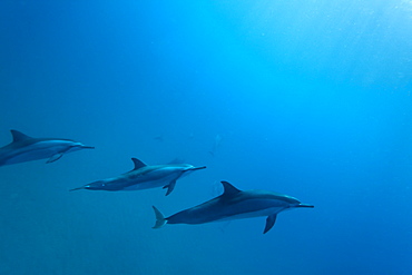 Hawaiian Spinner Dolphin pod (Stenella longirostris) underwater in Honolua Bay off the northwest coast of Maui, Hawaii, USA, Pacific Ocean