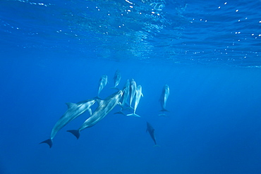 Hawaiian Spinner Dolphin pod (Stenella longirostris) underwater in Honolua Bay off the northwest coast of Maui, Hawaii, USA, Pacific Ocean