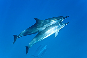 Hawaiian Spinner Dolphin pod (Stenella longirostris) underwater in Honolua Bay off the northwest coast of Maui, Hawaii, USA, Pacific Ocean