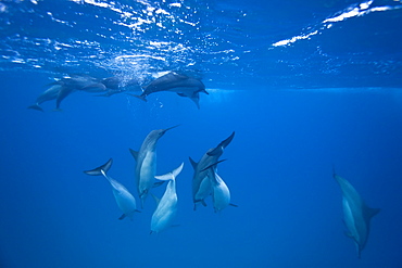 Hawaiian Spinner Dolphin pod (Stenella longirostris) underwater in Honolua Bay off the northwest coast of Maui, Hawaii, USA, Pacific Ocean