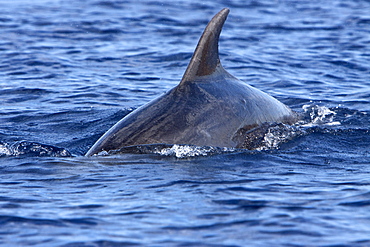 A small pod of bottlenose dolphins (Tursiops truncatus) surfacing of the west coast of the Island of Maui, Hawaii, USA. Pacific Ocean.