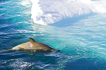 A large pod of 25 to 45 Type B killer whales (Orcinus nanus) in Paradise Bay, Antarctica, Southern Ocean