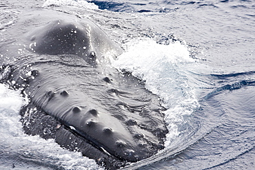 Mother and curious calf humpback whales (Megaptera novaeangliae) with third adult in Drake Passage