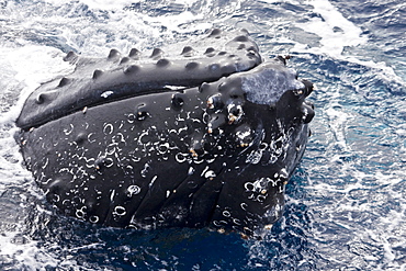 Mother and curious calf humpback whales (Megaptera novaeangliae) with third adult in Drake Passage