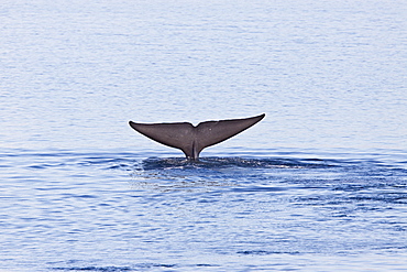 A very rare sighting of an adult blue Whale (Balaenoptera musculus) flukes-up dive off the northwestern side of Spitsbergen Island in the Svalbard Archipelago, Barents Sea, Norway