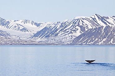 A very rare sighting of an adult blue Whale (Balaenoptera musculus) flukes-up dive off the northwestern side of Spitsbergen Island in the Svalbard Archipelago, Barents Sea, Norway