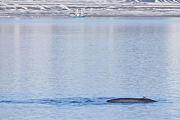 A very rare sighting of an adult blue Whale (Balaenoptera musculus) sub-surface feeding, Spitsbergen Island in the Svalbard Archipelago, Barents Sea, Norway