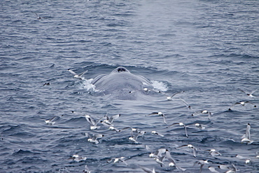 A very rare sighting of an adult blue Whale (Balaenoptera musculus) sub-surface feeding, Spitsbergen Island in the Svalbard Archipelago, Barents Sea, Norway