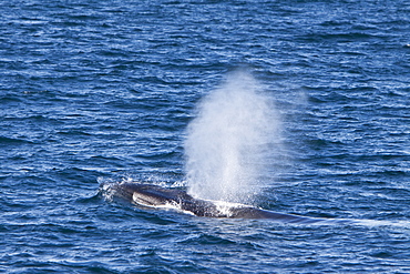 Adult fin whale (Balaenoptera physalus) sub-surface feeding in the rich waters off the continental shelf on the west side of Spitsbergen Island in the Barents Sea, Norway