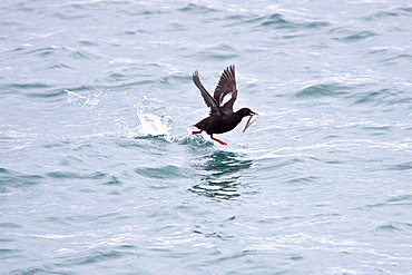 Adult pigeon guillemot (Cepphus columba) in breeding plumage with a capelin in its beak in Chatham Strait, Southeast Alaska, USA, Pacific Ocean.