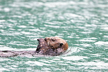 Adult sea otter (Enhydra lutris kenyoni) in Inian Pass, Southeastern Alaska, USA. Pacific Ocean