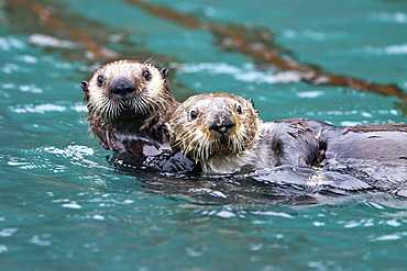 Adult sea otter (Enhydra lutris kenyoni) mother and pup in Inian Pass, Southeastern Alaska, USA. Pacific Ocean