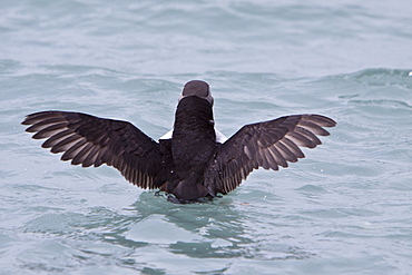 Adult puffin (Fratercula arctica) on calm waters off the northwest side of Spitsbergen in the Svalbard Archipelago, Norway