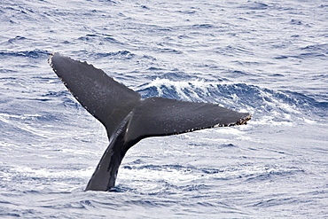Mother and curious calf humpback whales (Megaptera novaeangliae) with third adult in Drake Passage