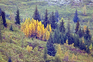 Cottonwoods in autumn colors in Glacier Bay National Park in Southeast Alaska, USA.