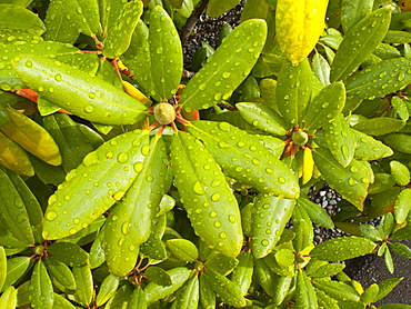 Morning dew on plants in Prince Rupert, British Columbia, Canada.