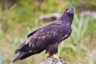 Juvenile bald eagle (Haliaeetus leucocephalus) just outside of Sitka, Southeast Alaska, USA. Pacific Ocean