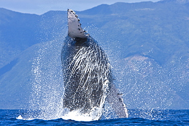 Humpback whale (Megaptera novaeangliae) in the AuAu Channel between the islands of Maui and Lanai, Hawaii, USA