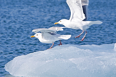 Glaucous gull (Larus hyperboreus) on iceberg near Monaco Glacier on the north side of Spitsbergen in the Svalbard Archipelago in the Barents Sea, Norway