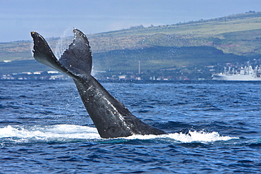 Humpback whale (Megaptera novaeangliae) in the AuAu Channel between the islands of Maui and Lanai, Hawaii, USA