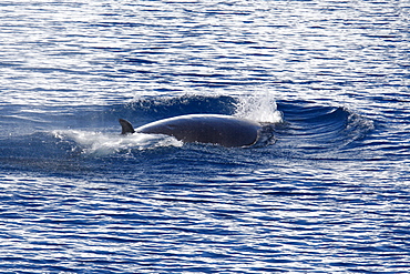 Minke Whale (Balaenoptera bonaerensis) surfacing at speed. Southern Oceans