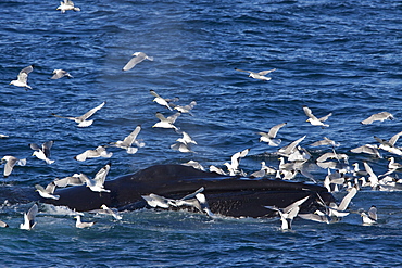 Adult humpback whale (Megaptera novaeangliae) sub-surface feeding among black-legged kittiwakes (Rissa tridactyla), west of Spitsbergen, Barents Sea, Norway