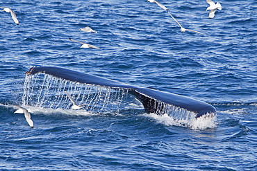 Adult humpback whale (Megaptera novaeangliae) sub-surface feeding among black-legged kittiwakes (Rissa tridactyla), west of Spitsbergen, Barents Sea, Norway