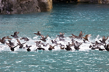 Adult surf scoter (Melanitta perspicillata) taking flight in Glacier Bay National Park, Southeast Alaska, USA, Pacific Ocean.