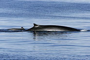 Adult Fin Whale (Balaenoptera physalus) surfacing in the lower Gulf of California (Sea of Cortez), Mexico.