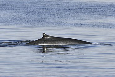 Adult Fin Whale (Balaenoptera physalus) surfacing in the lower Gulf of California (Sea of Cortez), Mexico.