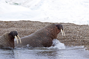 Adult male walrus (Odobenus rosmarus rosmarus) at Torellneset, a point on Nordaustlandet Island, Svalbard Archipelago, Barents Sea, Norway