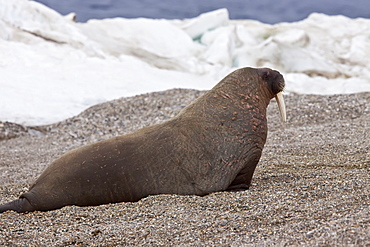 Adult male walrus (Odobenus rosmarus rosmarus) at Torellneset, a point on Nordaustlandet Island, Svalbard Archipelago, Barents Sea, Norway