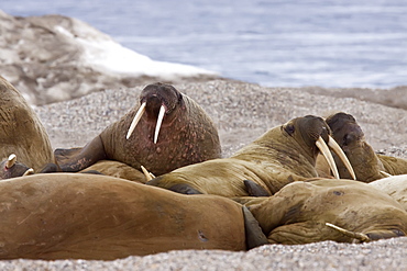 Adult male walrus (Odobenus rosmarus rosmarus) at Torellneset, a point on Nordaustlandet Island, Svalbard Archipelago, Barents Sea, Norway