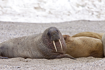 Adult male walrus (Odobenus rosmarus rosmarus) at Torellneset, a point on Nordaustlandet Island, Svalbard Archipelago, Barents Sea, Norway