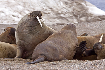 Adult male walrus (Odobenus rosmarus rosmarus) at Torellneset, a point on Nordaustlandet Island, Svalbard Archipelago, Barents Sea, Norway