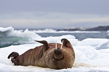 Adult male walrus (Odobenus rosmarus rosmarus) on multi-year ice floes, Barents Sea, Norway